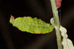 Heartsepal buckwheat